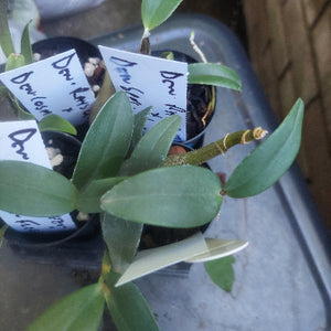 Dendrobium Orchid Seedling