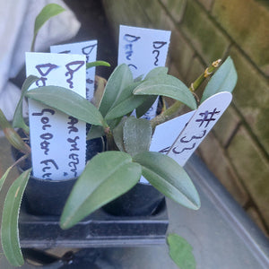 Dendrobium Orchid Seedling