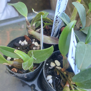 Dendrobium Orchid Seedling