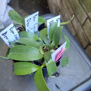 Dendrobium Orchid Seedling