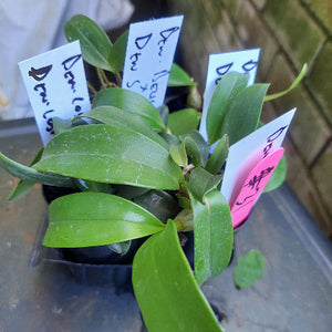 Dendrobium Orchid Seedling