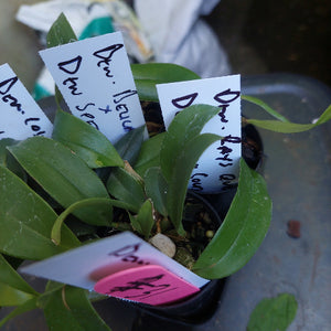 Dendrobium Orchid Seedling