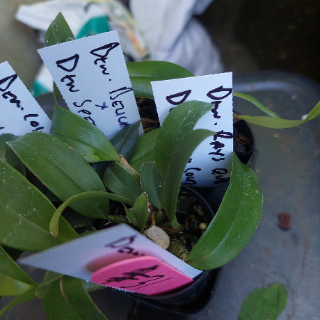 Dendrobium Orchid Seedling