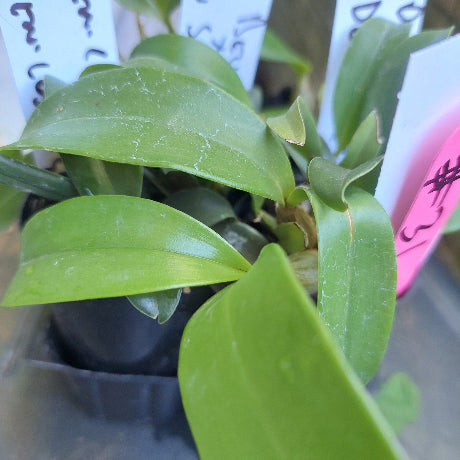 Dendrobium Orchid Seedling
