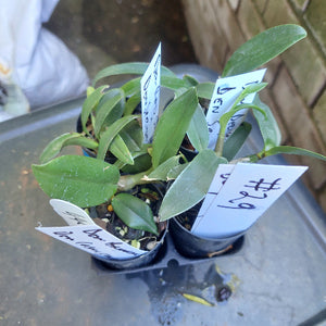Dendrobium Seedling Orchid