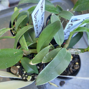 Dendrobium Seedling Orchid