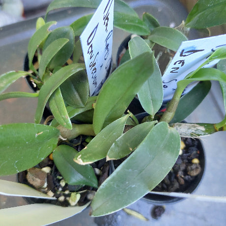 Dendrobium Seedling Orchid