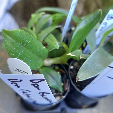 Dendrobium Seedling Orchid