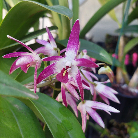 Close-up of pink and white orchids with green leaves in the background