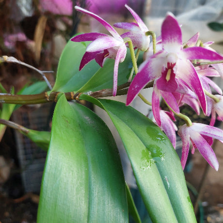 Dendrobium