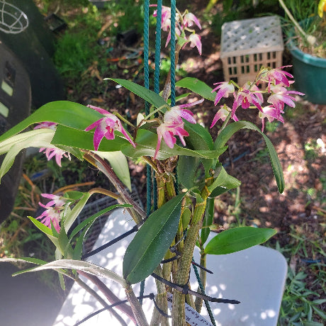 Dendrobium