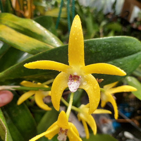 Dendrobium Orchid
