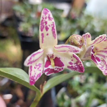 Dendrobium Orchid