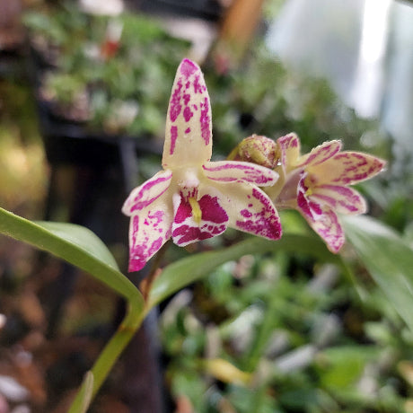 Dendrobium Orchid