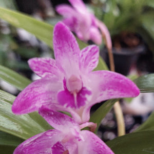 Dendrobium Kingianum