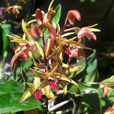 Dendrobium Orchid