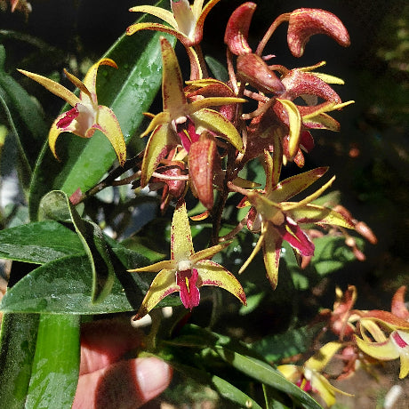 Dendrobium Orchid