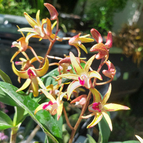 Close-up of a plant with yellow and red flowers in a natural setting