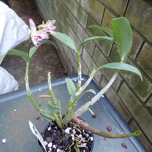 Dendrobium Orchid