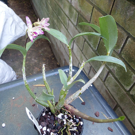 Dendrobium Orchid