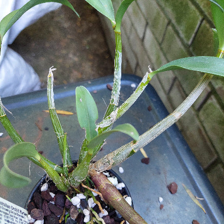 Dendrobium Orchid