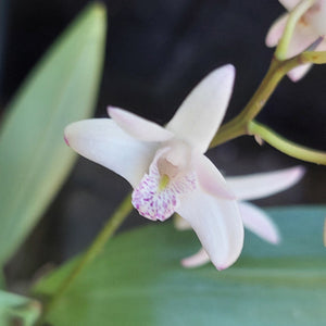 Dedrobium Delicatum