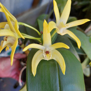 Dendrobium Brimbank Digger