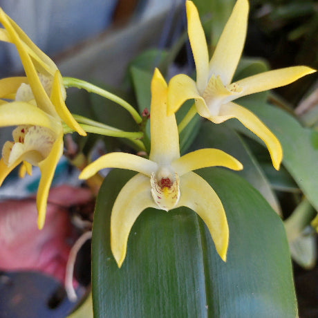 Dendrobium Brimbank Digger