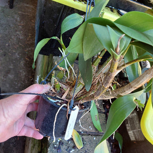 Dendrobium Brimbank Digger