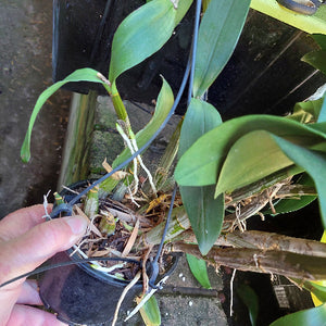 Dendrobium Brimbank Digger