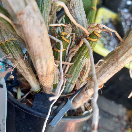 Dendrobium Brimbank Digger