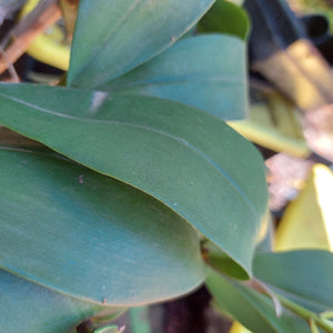 Dendrobium Brimbank Digger