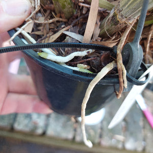 Dendrobium Brimbank Digger