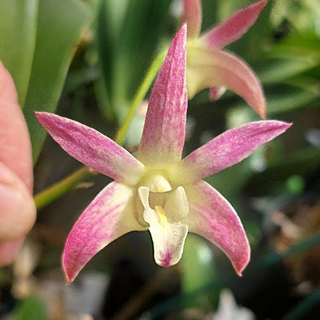 A close-up of a pink and cream orchid flower being held by a human hand, with green leaves and a natural outdoor background.