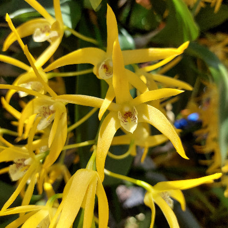 Close-up of bright yellow orchid flowers with green leaves in a natural outdoor setting.