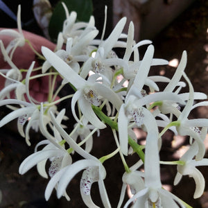 Dendrobium Speciosum White