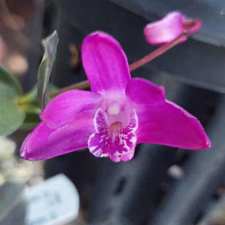 Dendrobium Kingianum
