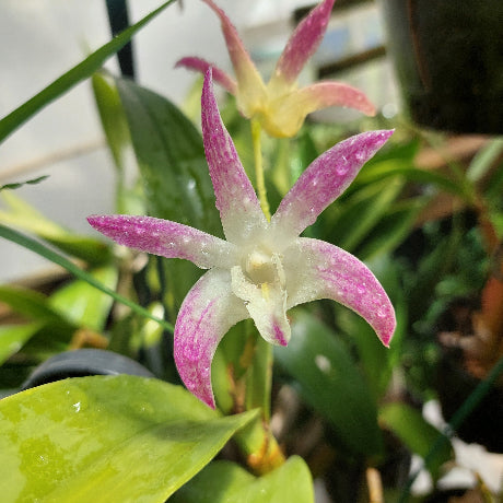 Dendrobium Orchid Pink