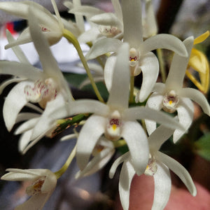Dendrobium Andrew Perrson Orchid