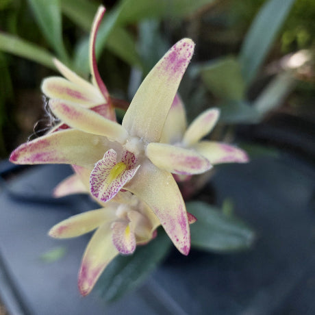 Dendrobium Australian Artist