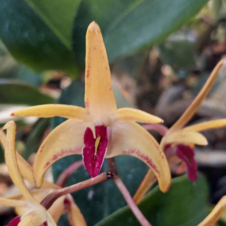 Close-up of a yellow orchid with pink centers against a blurred green background