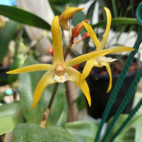 Dendrobium Orchid