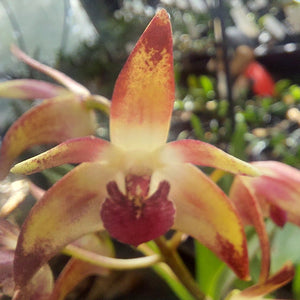 Close-up of a red and yellow orchid with a blurred background