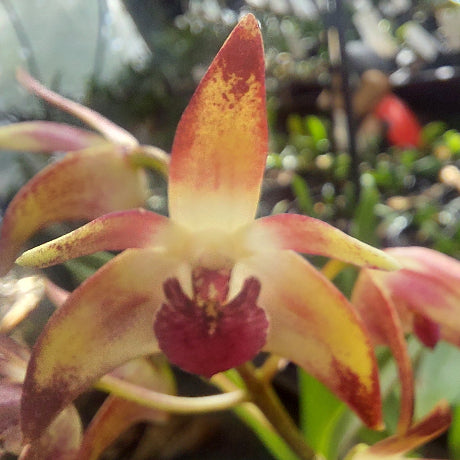 Close-up of a red and yellow orchid with a blurred background