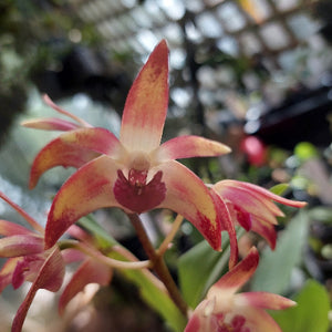 A close-up of a pink and yellow spider orchid flower in bloom, with other flowers and green foliage softly blurred in the background.