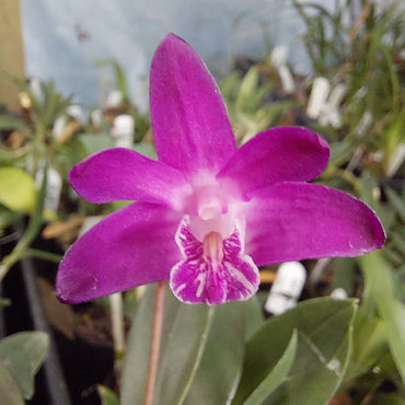 Dendrobium Orchid Seeding