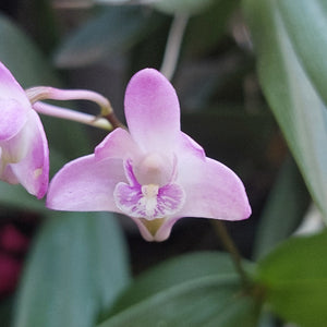 Dendrobium Kingianum Orchid Pink White