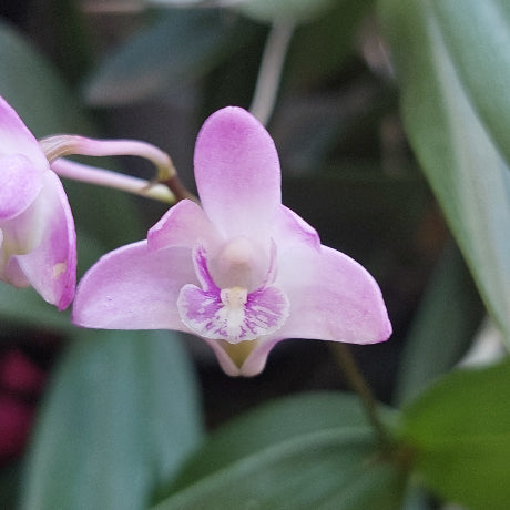 Dendrobium Kingianum Orchid Pink White
