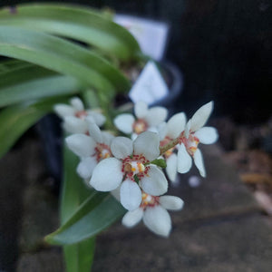 Sarcochilus