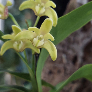 Dendrobium Gracilicaule